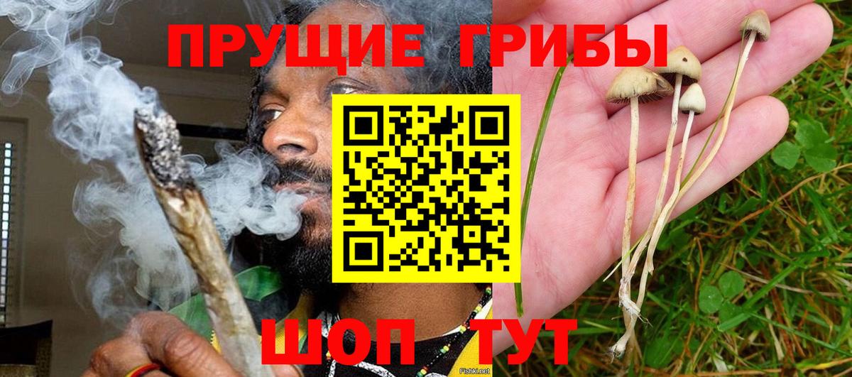 Псилоцибиновые грибы мицелий Томск